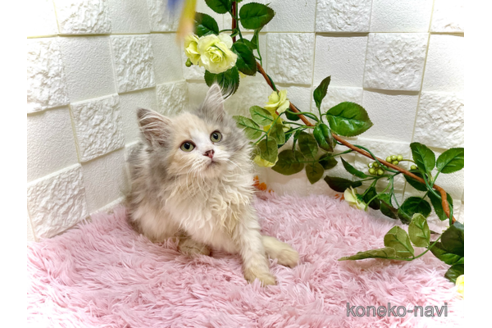 販売中の埼玉県のスコティッシュフォールド-96936の5枚目